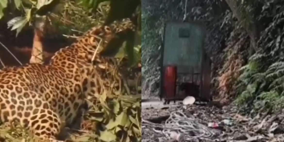 நீலகிரி பந்தலூர் இரும்பு பாலத்தில் சிக்கிய சிறுத்தை மீட்பு – வனத்துறையின் வீடியோ வைரல்